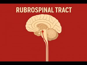 Rubrospinal Tract Explained | Functions, Pathway & Clinical Importance
