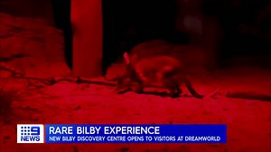 6.1K views · 212 reactions | There was a very special Easter event on the Gold Coast today with a new Bilby Discovery Centre opening at Dreamworld. #9News | WATCH LIVE 5.30pm | 9 News Gold Coast | Facebook