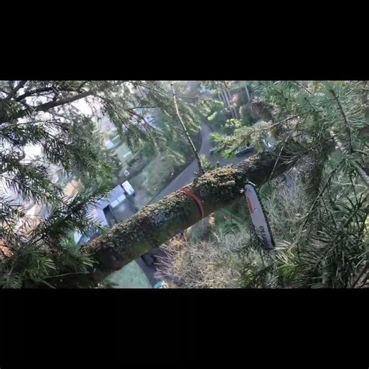 Gotta push it real good. #asmr #satisfying #chainsaw #dangerous #fun #treeremoval #wood #short #pnw