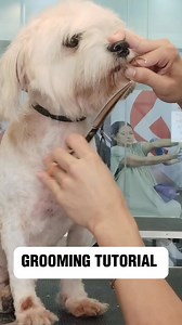 Face Trimming Basic Tutorial 🐶 #fypシ゚ #dog #GroomingTutorial #tutorial | Mayro