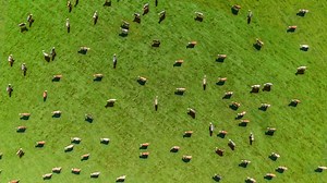 Human bird flu case linked to U.S. dairy cattle outbreaks