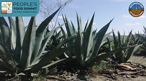 102 reactions · 13 shares | The Billion Agave Project is a...