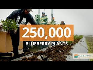 Regenerative Organic Blueberry Farming at Scale in the Pacific Northwest and California