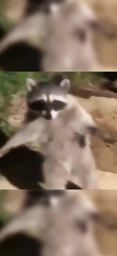 Scopri ASOS Caos Calmo e il suo procione