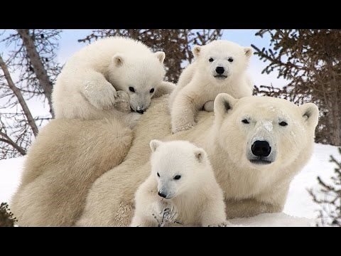 (Doku in HD) Eisbären auf der Flucht