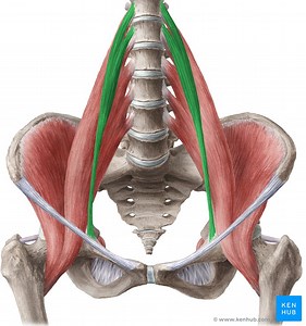 Musculus psoas minor