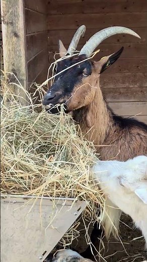 🐐 What Do Goats Eat & How Long Do Goats Live? Amazing Goat Facts!