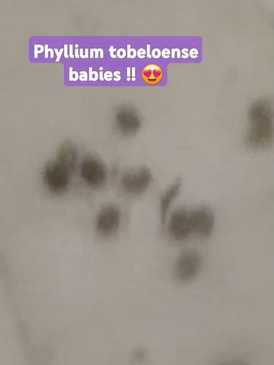 Phyllium tobeloense nymphs #leafinsect #exoticanimals