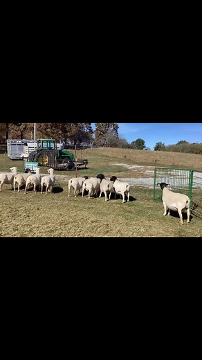 11K views · 109 reactions | Here are 9 bred ewes being offered on the Narrow Gate Farms “Our the Gate” bred ewe sale!! As you can tell the quality is tremendous and very deep. One of the real premier bred ewe sales of the fall for the highest of quality Dorper and White Dorper ELITE genetics. | Dorper Nation | Facebook