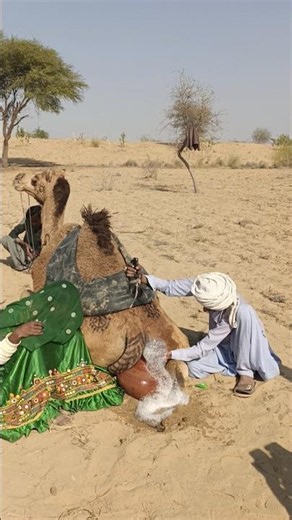 من أين جاءت هذه الرغوة الكثيرة خلف الجمل في الصحراء#animals #desertlife #desertadventures #nature