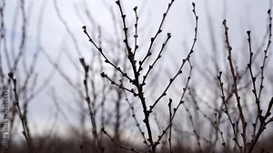Budding trees. Tree buds. Tree branches covered with buds. Tree care. Early spring, selective focus.