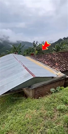 এই কৌশলটি বৃষ্টিতে শস্যদানাগুলোকে ভিজতে দেবে না। Farming Innovation