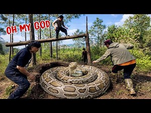 A Group Of Hunters Discovered Two Giant Pythons Attacking People Living In The Forest.