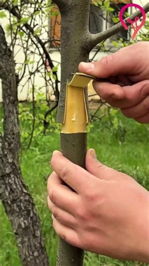 Split stem method for water air layering #easy #plantpropagation #airlayering #gardeningtips