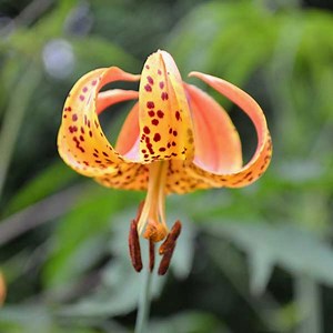 Turk's Cap Lilies - 32 Care Tips - Green Packs