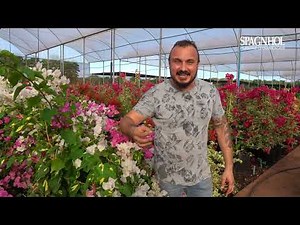 Discover the Most Desired SPRINGS in Brazil | Direct from the Spagnhol Plantas Production
