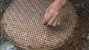 The termite on the ground is searching for food to feed the larvae in the cavity.