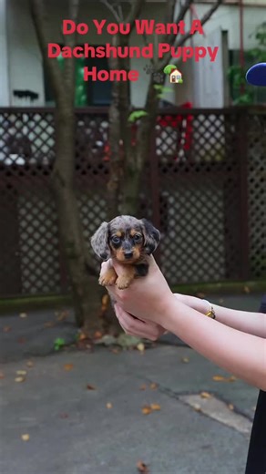 Dachshund Puppy Fun: Adorable Mini Doxie Adventures