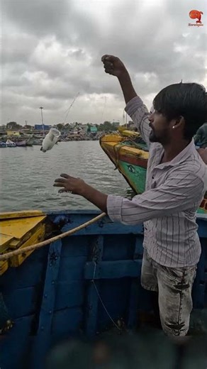 Inshore Mullet Fishing Watch This Hook Up! #fishing #fishingvideo #fishingtime