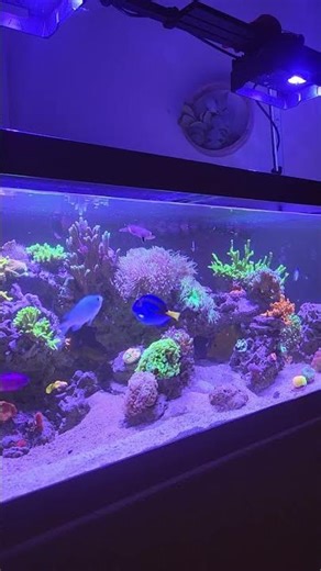 Let them eat..shrimp cake! #feedingfrenzy