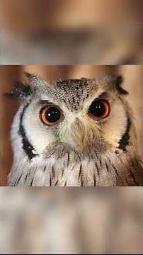 Eastern Screech Owl #shorts