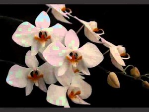 Rani - Setangkai Anggrek Bulan (with Captions)