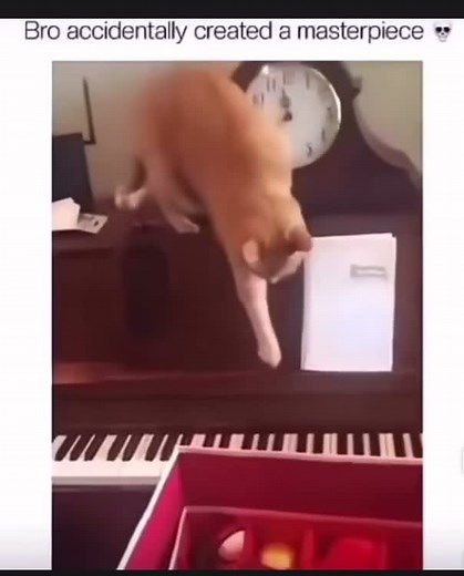 Funny Cat Playing Piano and Getting Scared | Hilarious Video Compilation