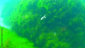 A small marine worm Polychaete swims writhing against the background of seaweed in the Black Sea