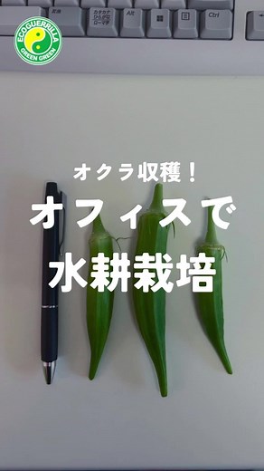 オフィスでの水耕栽培と健康野菜の収穫