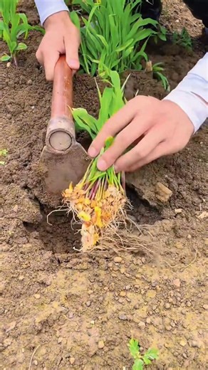 Planting sprouted corn kernels plants Tutorial #farming #shorts