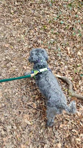 2 Dogs, 2 Leads 🐶🐶 | Real Walk Comparison