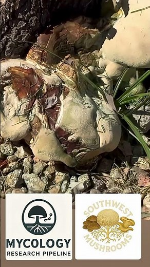 Newly Discovered Ganoderma Species in Phoenix, Arizona! #mycology #fungus #experiment