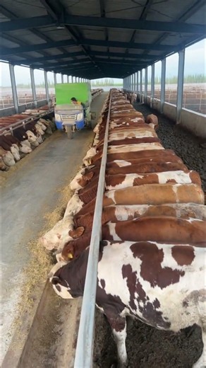 You Won’t Believe How This Massive Cattle Barn Was Built