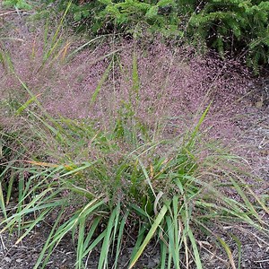 Purple Love Grass, Eragrostis spectabilis | American Meadows