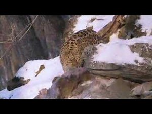 Amur Leopard