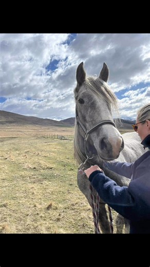 4K views · 53 reactions | 54 years Winchester rodeo club has had a...
