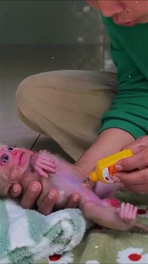 Rescue of the Poor Baby Monkey in the USA