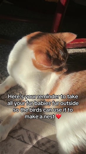Caring for Orange Cats: A Guide to Outdoor Fun