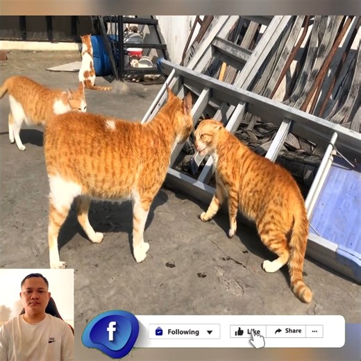 132K views · 3.2K reactions | Cat fight full fight full intensity attack ❤️, Cat Fighting | Cat Sport | Facebook