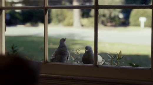 DIRECTV TV Spot, 'For the Birds: Socks'