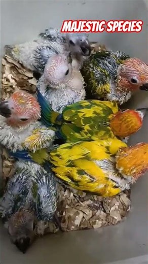 Majestic Species: The World of the Adorable Sun Conure chick's