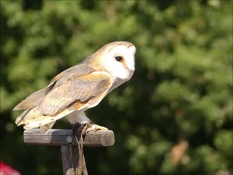 Cri de l'effraie des clochers / Cry of the barn owl