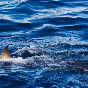 Great white shark sightings off Maine trigger warnings for beachgoers