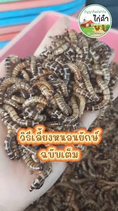 วิธีเลี้ยงหนอนยักษ์ ฉบับเต็ม... 🐛🐔🐥🐦🐸🐟🦔🐹🦎 #หนอนนก #หนอนนนกเชียงราย #หนอนยักษ์ #หนอนยักษ์เชียงราย #หนอนนกหนอนยักษ์ปัญญาทิพย์ฟาร์ม #ปัญญาทิพย์ฟาร์ม #นกกรงหัวจุก #หนอนนกกรงหัวจุก #ชูก้า #หนูแฮมเตอร์ #ปลามังกร #หนอนนกอบแห้ง #หนอนนกอบแห้งเชียงราย #ฟาร์มหนอนนกที่ใหญ่สุดในเชียงราย | จันทร์จิรา ปัญญาทิพย์
