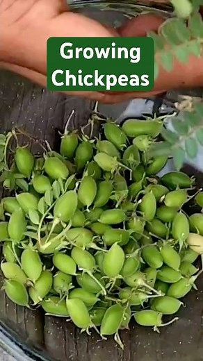 Growing Chickpeas: Home Garden Tips for a Nutritious Harvest!