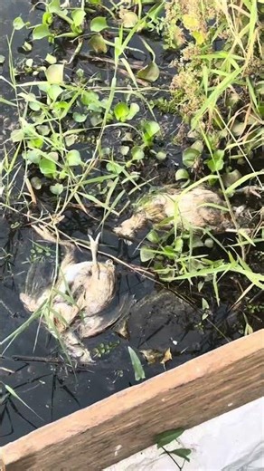 ഇത് വേണ്ടായിരുന്നു 😐 #shorts #fishing #fish