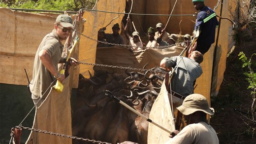 Reviving this African game reserve meant catching and transporting hundreds of wild animals