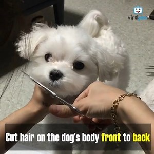 1.4M views · 33K reactions | Cutting Shih Tzu's Hair with Scissors ✂️ | Shih Tzu World | Facebook