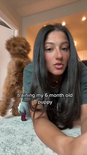 tiktok please tell me how to stop the playful biting #puppyadvice #puppytok #playfulbiting #toypoodlepup