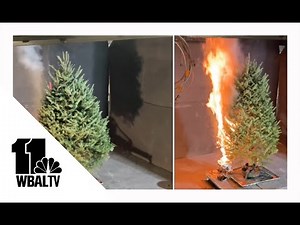 Fire quickly burns on dried-out Christmas trees, demo shows